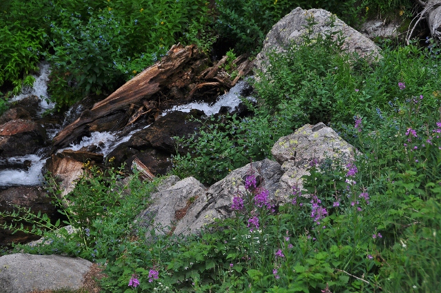 The Bear Lake Trail